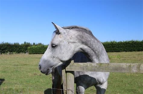 horse lorn|Horses for Full Loan to Move Yards